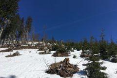 Skitour Hennesteck, gerodetes Waldstück