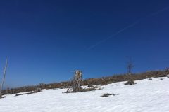 Skitour Hennesteck, Baumstumpf im Schnee
