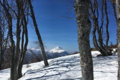 Skitour Hennesteck, das letzte Waldstück