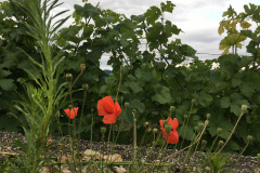 21-06-30-16-20-50-8154