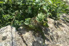 21-09-02-13-45-40-8516