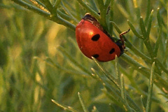 20-06-11-20-30-12-7266