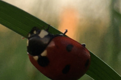 20-06-11-20-30-45-7268