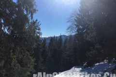 Skitour Gemeindealpe, Blick durch den Wald