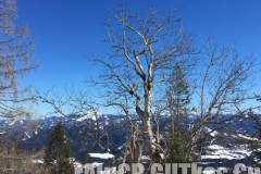 Skitour Gemeindealpe, Laubbaum nahe der Baumgrenze Skitour Gemeindealpe, Laubbaum nahe der Baumgrenze