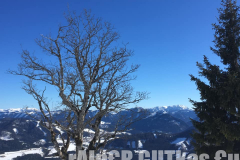 Skitour Gemeindealpe,abgestorbener Laubbaum nahe der Baumgrenze
