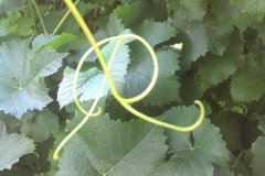 Die Ranken meiner Wenreben formen ein R