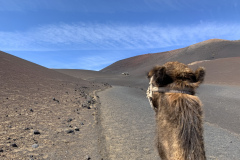 22-03-08-13-26-33-9016 22-03-08-13-26-33-9016