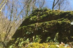 Moosbedeckter Stein mit Farnen und Efeu