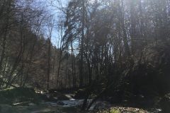 Pesenbach Pesenbach