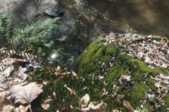 Moosbedeckter Stein beim Pesenbach