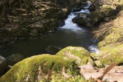 Moosbedeckte Steine beim Pesenbach