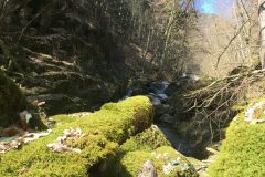 Moosbedeckte Steine beim Pesenbach