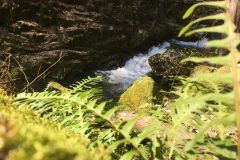 Farne beim Pesenbach