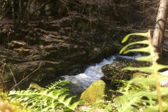 Farne beim Pesenbach