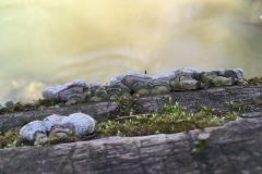 Baumschwamm Baumschwamm