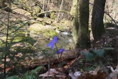 Pesenbach Pesenbach
