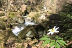 Buschwindröschen beim Pesenbach