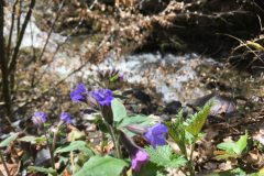 Hänsel und Gretel am Pesenbach