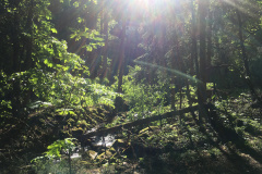 Waldstimmung