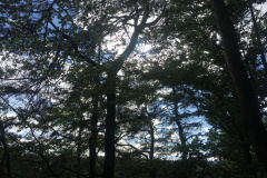 In die Sonne durch die Baumwipfel