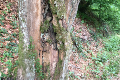 Baumstumpf