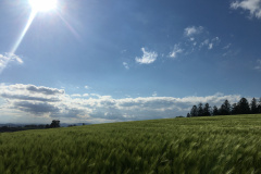 Feld
