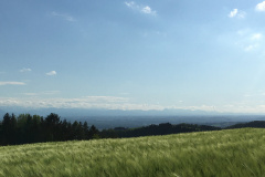 Blick übers Feld vorm Wald auf die Alpen