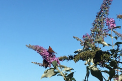 Blüten