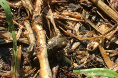 20-06-11-16-40-49-7262